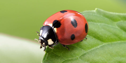 Little Red LadyBird with Extras